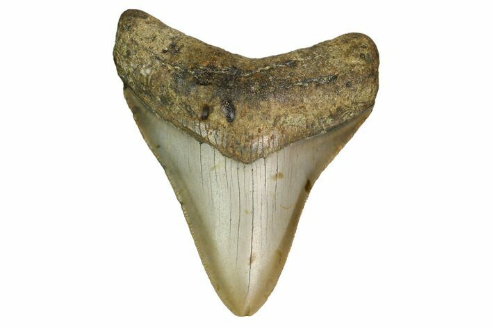 Fossil Megalodon Tooth - North Carolina #160506